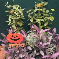 コリウス,ムラサキゴテン,美空の鉾,栄養系コリウス,ジニアクイーンライムの画像