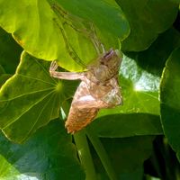 ハナニラ,クローバー,コスモス,デュランタ,ウォーターマッシュルームの画像