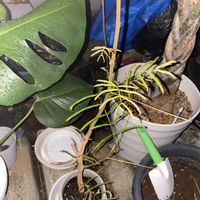 エバーフレッシュの画像