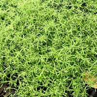 オノマンネングサ,朝の散歩道で,通り道の歩道の樹木跡にの画像