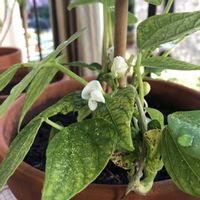 インゲン,山野草,花のある生活,家庭菜園の画像