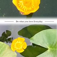 コウホネ,コウホネ,コウゾリナ,箱根湿生花園,平和を願うの画像