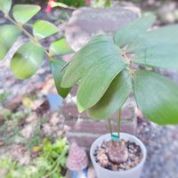 ザミア,ザミア プミラ,観葉植物,塊根植物,グリーンは癒しの画像