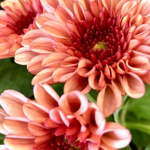 ポットマム,スプレーマム,洋菊,フラワーアレンジメント,緑のある暮らしの画像