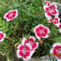 セキチク,ペチュニア,寄り道散歩の画像