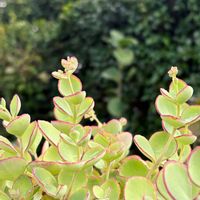 ミセバヤ,多肉植物,鉢植えの画像