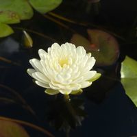 スイレン,睡蓮,温帯スイレンの画像