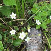 ニリンソウの画像