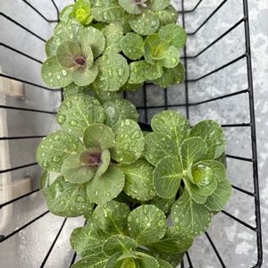 ハボタン,葉牡丹,ビオラ,セリア,種からの画像