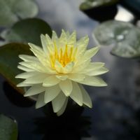 スイレン,温帯スイレンの画像