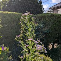 ヤナギバルイラソウ,宿根バーベナ,開花中,楽しみ♡,癒し❤の画像