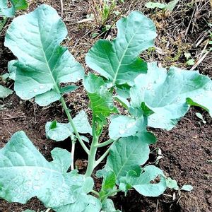 冬野菜,ブロッコリースティックセニョール,成長記録②,家庭菜園,庭の画像