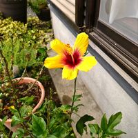 ハイビスカス,マルバマンネングサ,ガーデニング,週末ガーデナー,小さな庭の画像