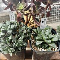 カシミアバイオレット,サンチェスメヨラダエ,ハオルチア 緑晃,ハオルチア レツーサ,タナベフラワーの画像