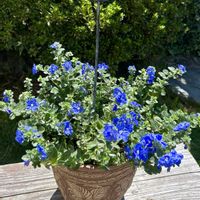 アリウム,宿根アスター   ビクトリア,お花のある暮らし,PW,２０２０年５月同期の画像