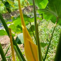 サトイモの画像