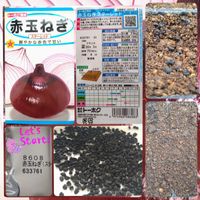玉ねぎ,タマネギ,スターレッド（赤玉ねぎ）,種から,種まきの画像