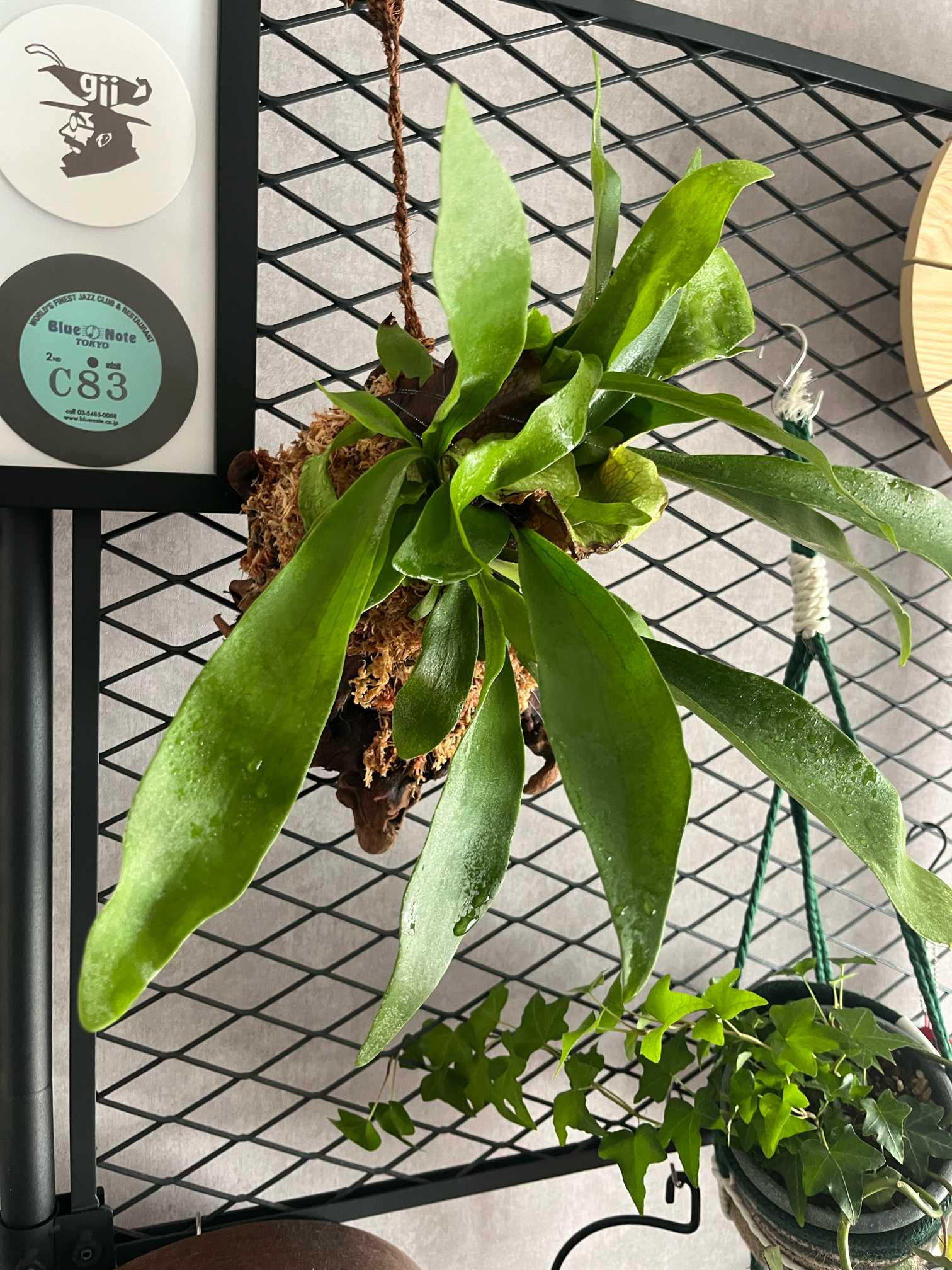 【NAGUSA_plantsོ様確認用】/ビカクシダ ビカクシダ｜🍀GreenSnap（グリーンスナップ）