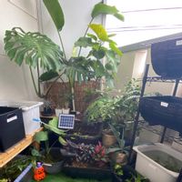 モンステラ,モンステラ,ウンベラータ,ウンベラータ,リュウビンタイの画像