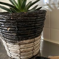 アガベ　笹の雪,ヒラタクワガタ　時の画像