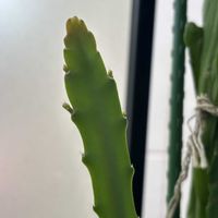 クジャクサボテン,サボテン,初めまして,ベランダの画像