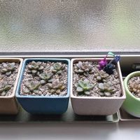 多肉植物,ブロンズ姫,グラプトペタルム,ベンケイソウ科,窓辺の画像