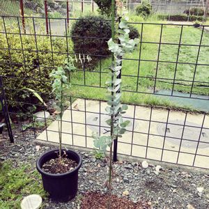 ユーカリ,ユーカリ銀世界,ユーカリ  シネレア  (銀丸葉),観葉植物,地植えの画像