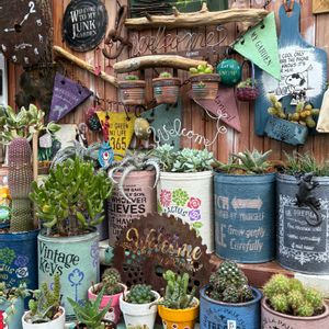 サボテン,ジャンク,いつもありがとう♡,ハロウィン,復興祈願の画像