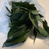 月桂樹,ローリエ,ハーブ,初秋,ハーブのある暮らしの画像