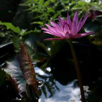 スイレン,睡蓮,温帯スイレン,熱帯スイレン,カナヘビさんの画像