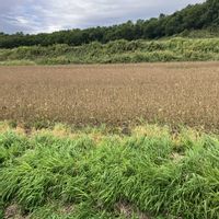 大豆,大豆,癒し,秋の風景,大豆畑の画像