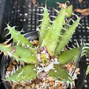 アロエ,アロエ エリナケア,アロエ ディンティティ,害虫の画像