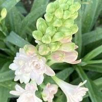 チューベローズの画像