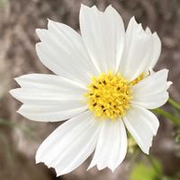 コスモス,お出かけ先にての画像