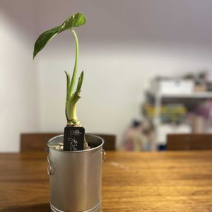クワズイモ,観葉植物,セリア,3COINS,観葉植物のある暮らしの画像