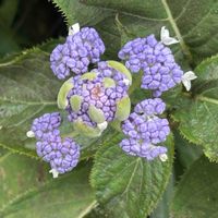 タマアジサイ,山野草,筑波山の画像