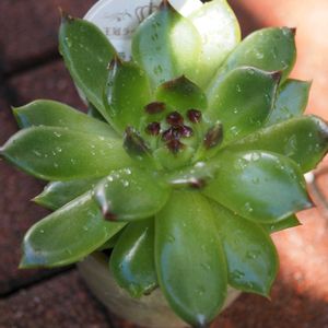 アロエ,エケベリア,エケベリア ブラックローズ,エケベリア グリーンエメラルド,アロエ   フラギリスの画像