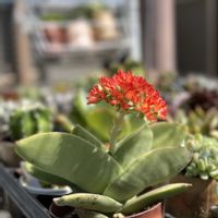 神刀,多肉植物の画像