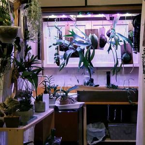 胡蝶蘭,DIY,洋ラン,水やり,自作の画像