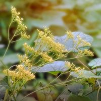 オミナエシ,女郎花(オミナエシ),山野草,耐寒性多年草,在来種の画像