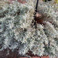 サントリナの画像