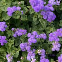 アカシア,アカシア,アゲラタム,アゲラタム,ドイツトウヒの画像