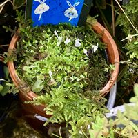 ウサギゴケ,食虫植物,庭の画像