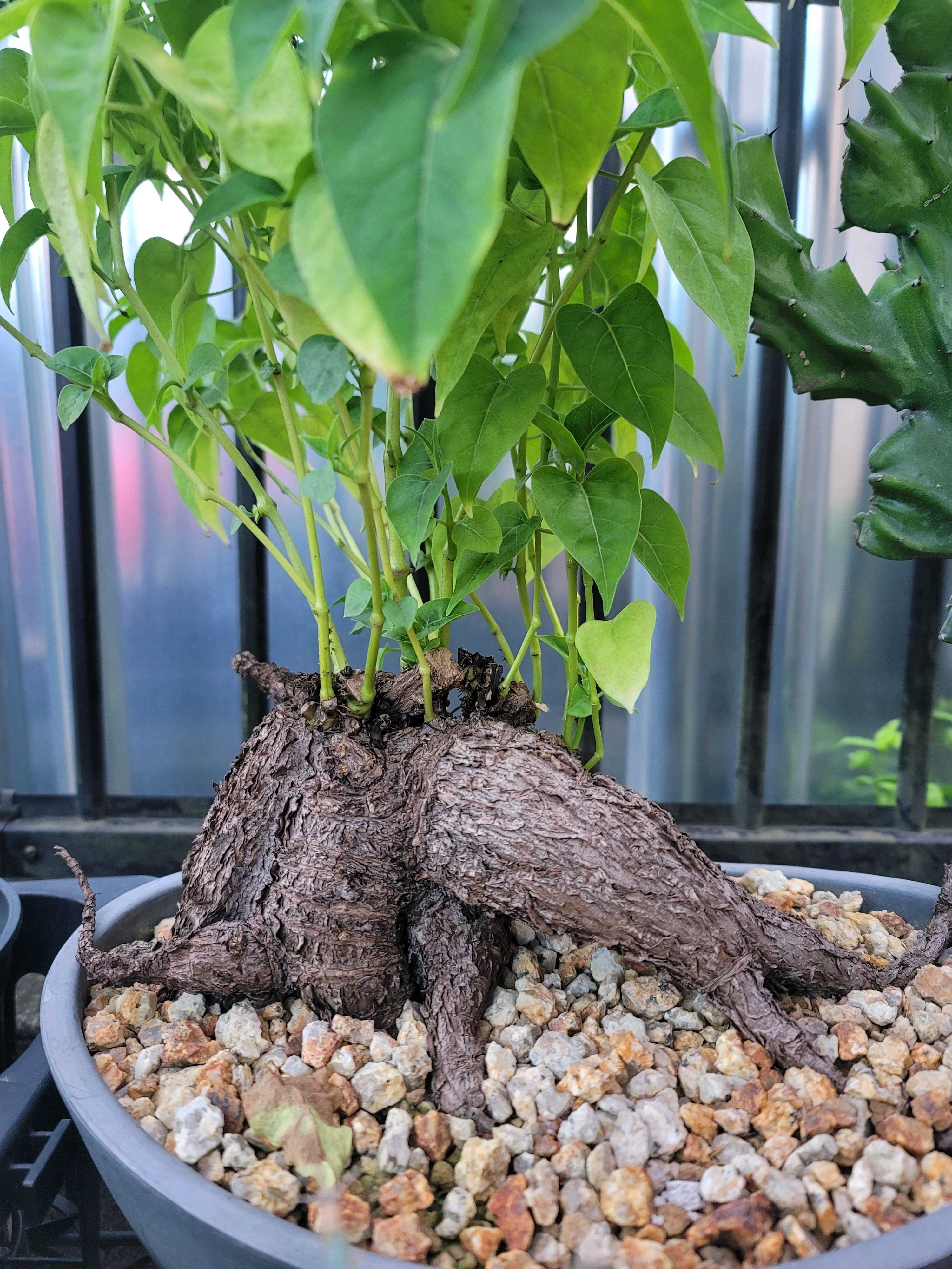 ミラビリス・ジャラパの一覧｜🍀GreenSnap（グリーンスナップ）