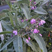 スイートバジル,ルリヤナギ,クライミングサンパラソル大輪系ホワイト,クライミングサンパラソル大輪系レッド,S&Bトッピングバジルの画像