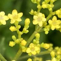 オミナエシ,フェンネル,黄色い花,秋の七草,今日のお花の画像