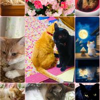 カランコエ,メロン,茶々,みかん,トラの画像