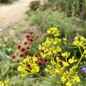 オミナエシ,イングリッシュガーデン,今日のお花の画像