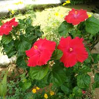 ハイビスカス,パパイヤ,南国の花,出かけ先の画像