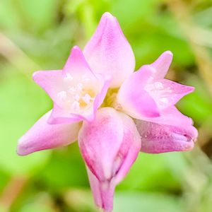 ミゾソバ,ミゾソバ,お散歩,ハーブ園,iPhone撮影の画像